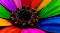 Asylum LGBT